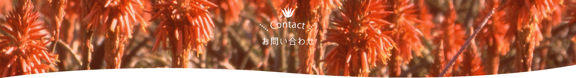 お問い合わせ